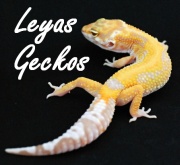 Leyas Geckos